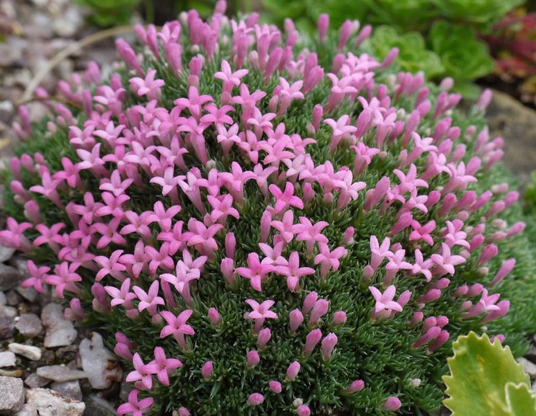 ASPERULA NITIDA