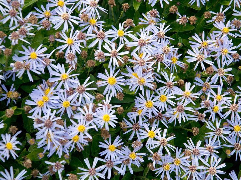 ASTER AGER. ADUSTUS NANUS