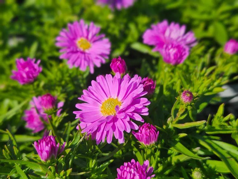 ASTER DUMOSUS ALPHA LIGHT PURP