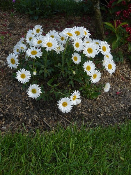 ASTER ALPINUS ALBUS