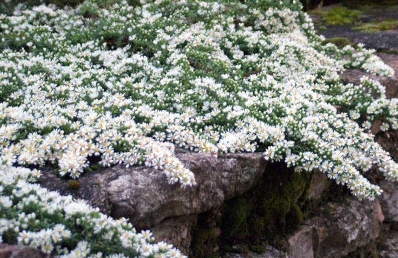 ASTER ERICOIDES SNOW FLURRY