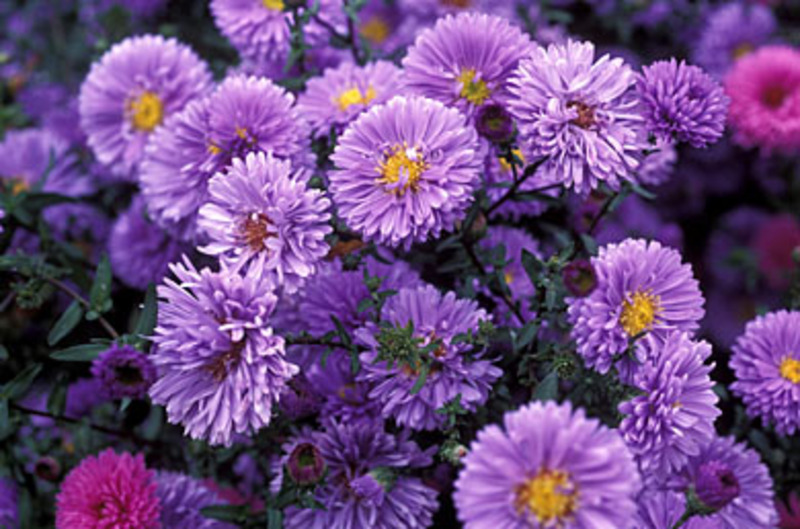 ASTER NOVI-BEL. MARIE BALLARD