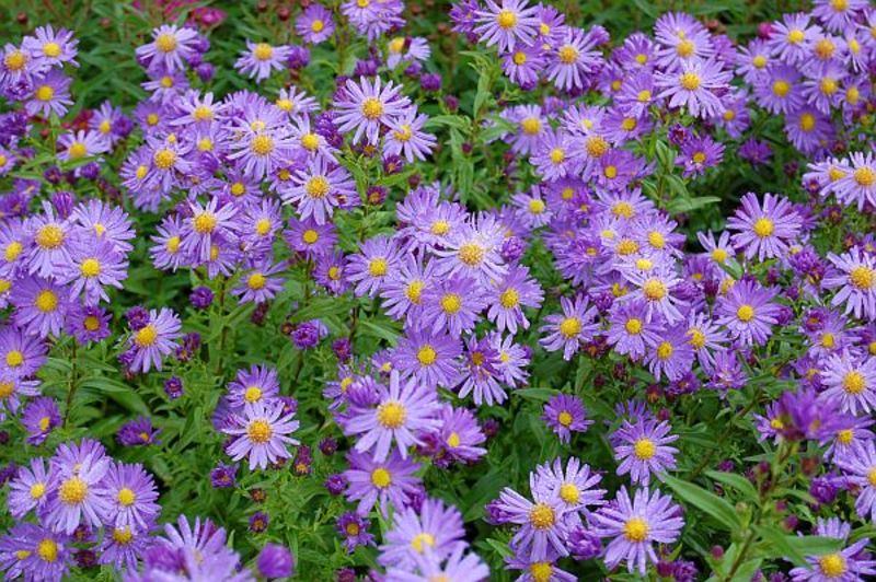 ASTER NOVI - BELGII