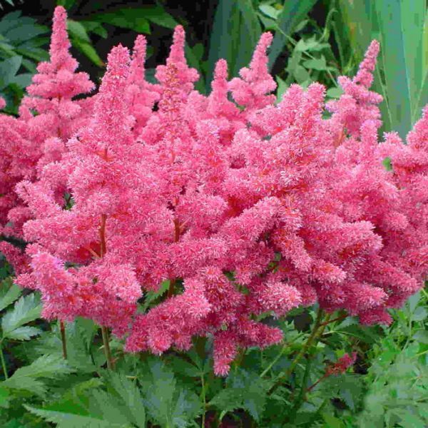 ASTILBE ARENDSII GLORIA PURP.