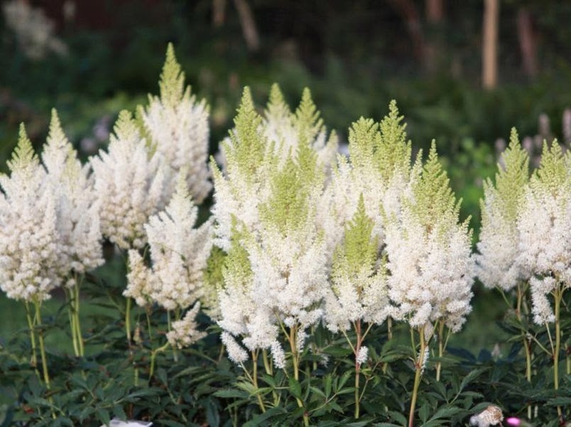 ASTILBE ARENDSII WEISSE GLORIA