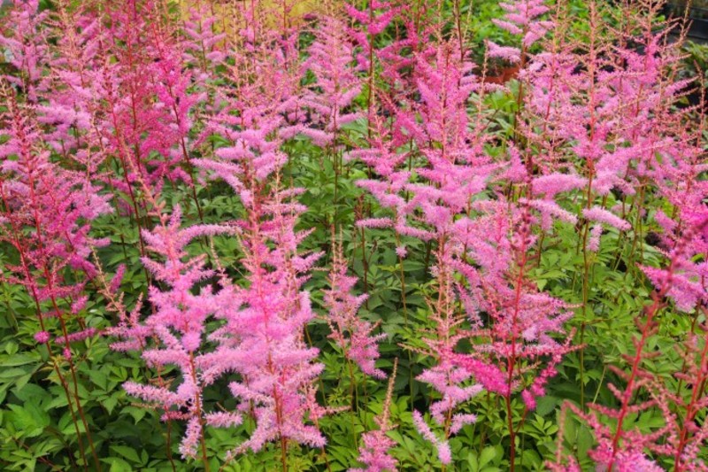 ASTILBE AR. AMETHYST