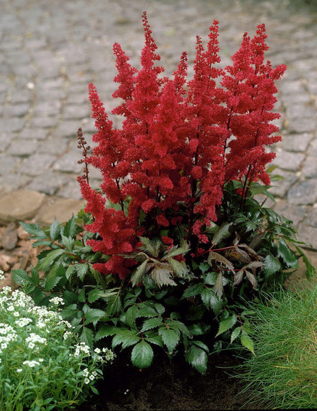 ASTILBE ARENDSII FANAL