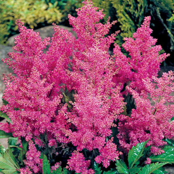 ASTILBE ARENDSII RHEINLAND