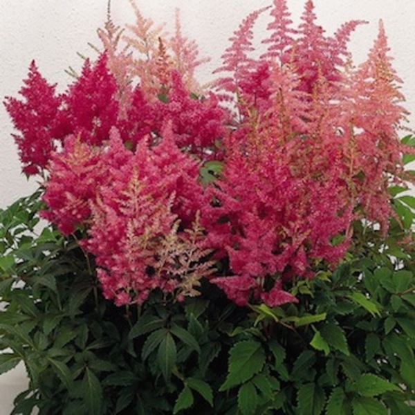 ASTILBE ARENDSII SHOWSTAR