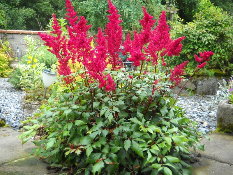 ASTILBE AR. FANAL