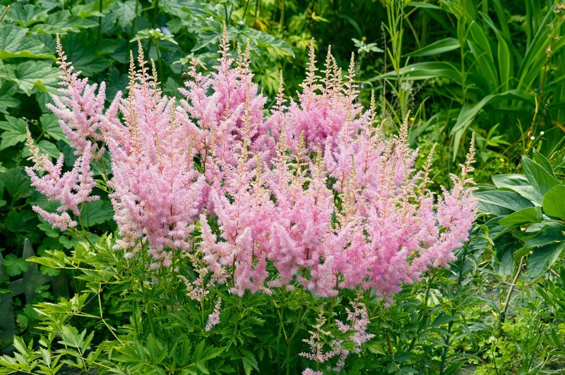 ASTILBE ARENDSII ASTARY ROSE