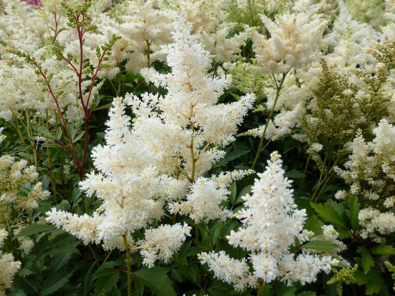 ASTILBE ASTARY WHITE