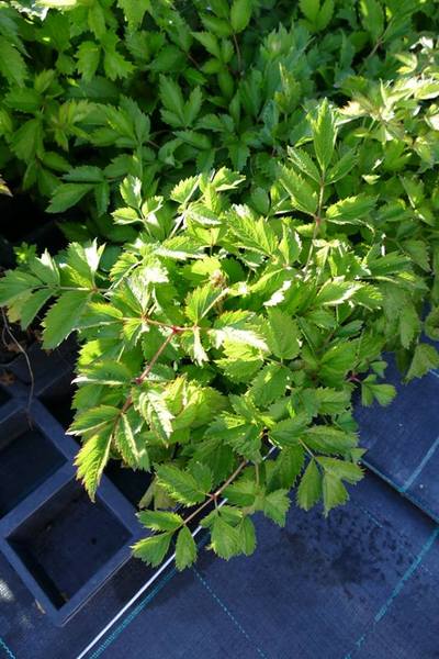 ASTILBE CHINENSIS VAR. PUMILA