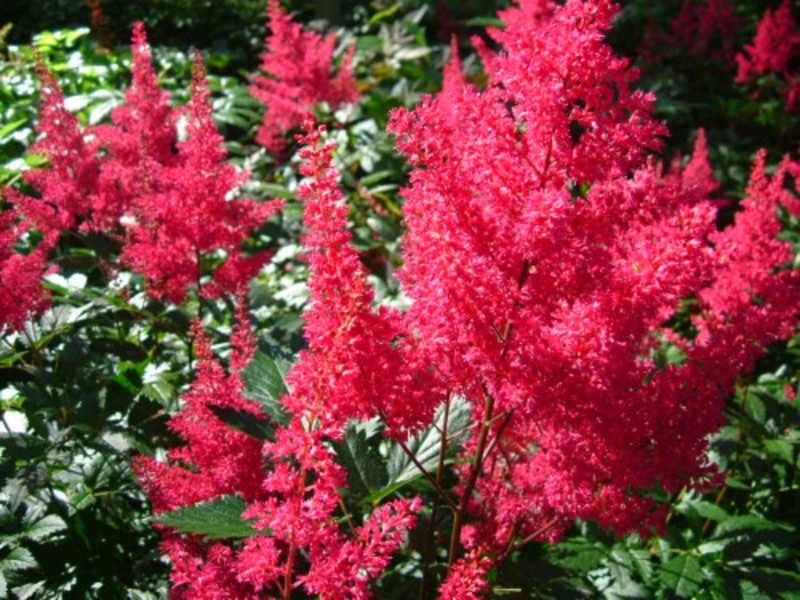 ASTILBE JAPONICA MONTGOMERY