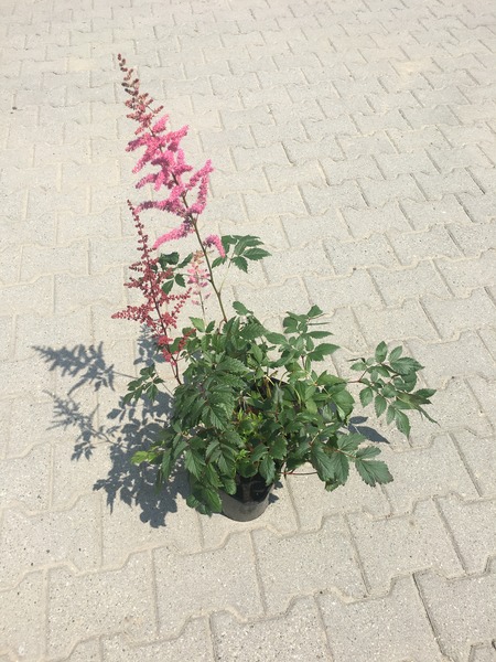 ASTILBE MIX
