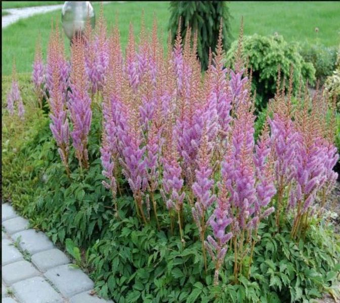 ASTILBE CHINENSIS VAR. PUMILA