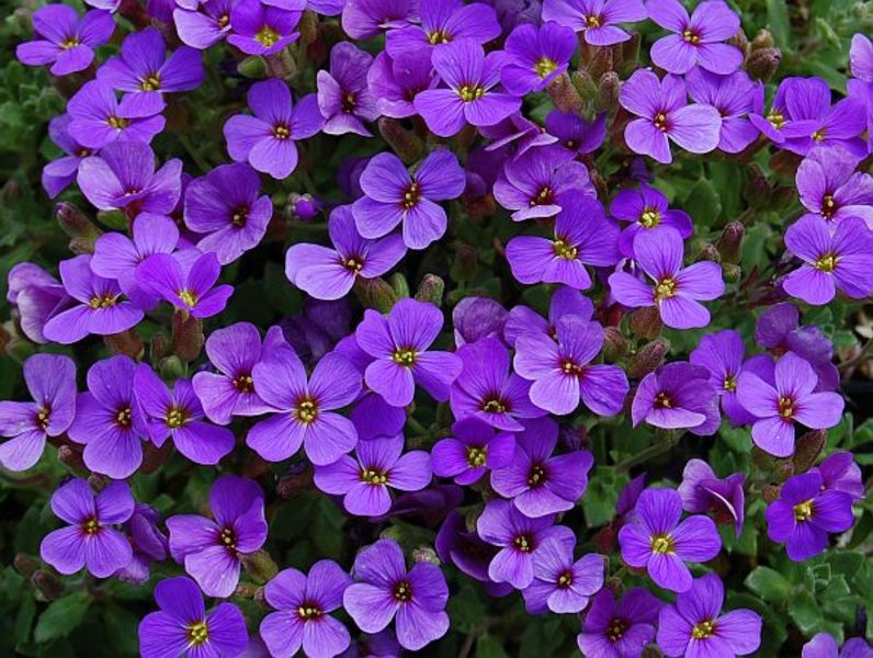 AUBRIETA HAMBURGER STADTPARK