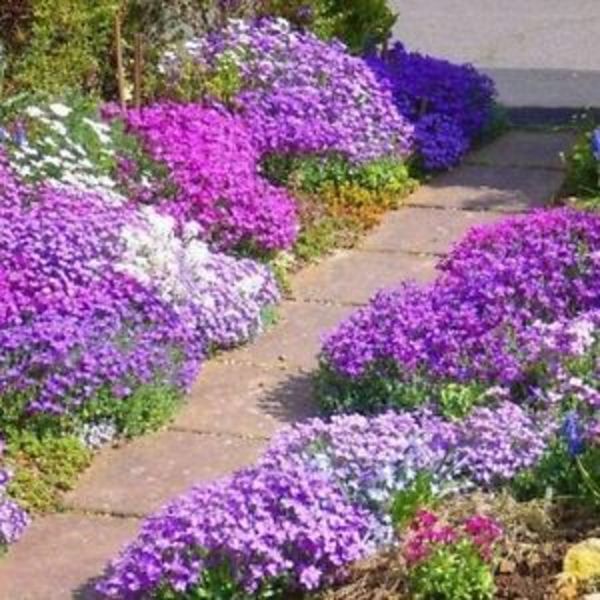 AUBRIETA MIX