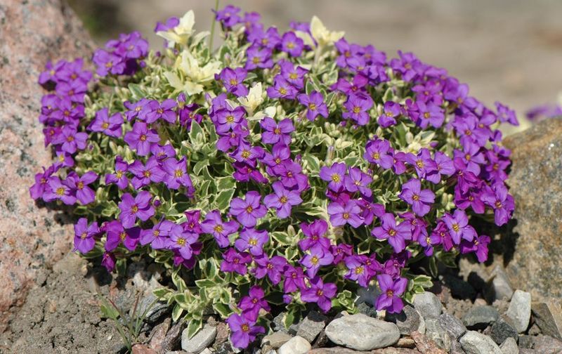 AUBRIETA TAURICOLA SILBERRAND