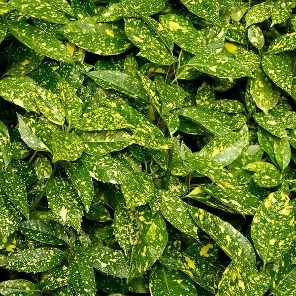 AUCUBA JAPONICA CROTONIFOLIA