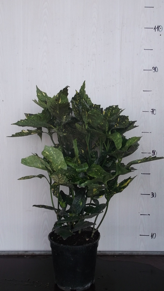 AUCUBA JAPONICA CROTONIFOLIA