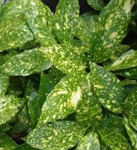 AUCUBA JAPONICA VARIEGATA
