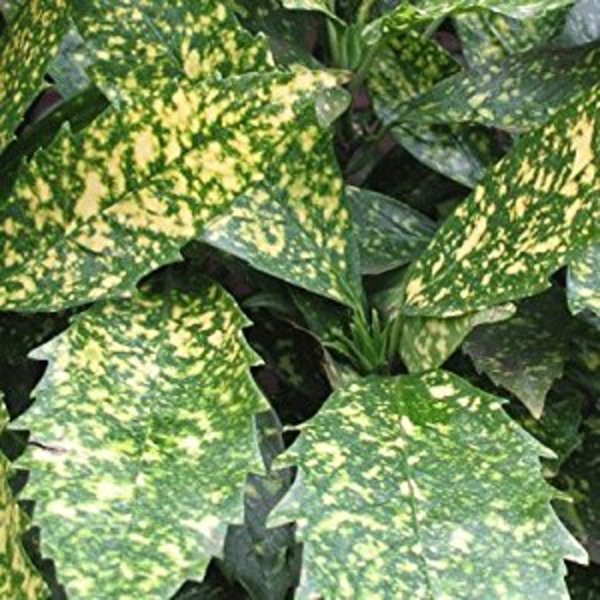 AUCUBA JAPONICA VARIEGATA