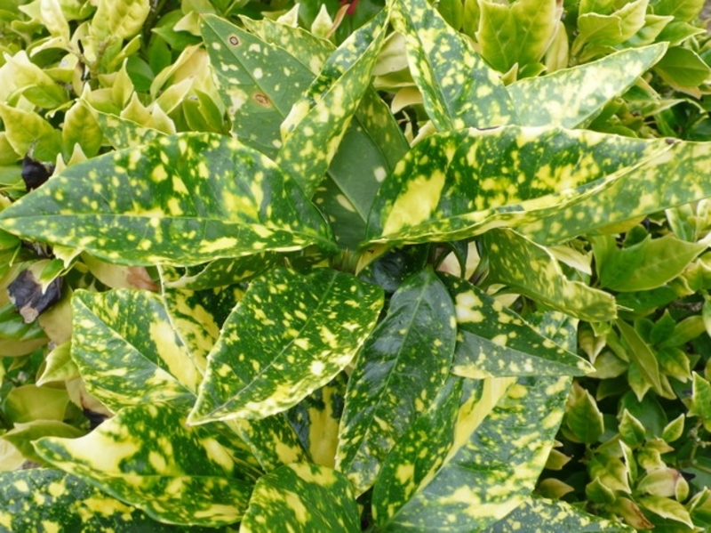 AUCUBA JAPONICA CROTONIFOLIA