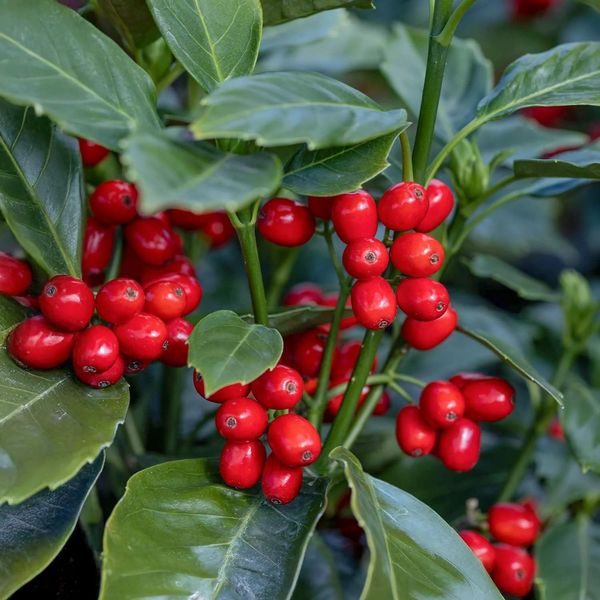 AUCUBA JAPONICA ROZANNIE