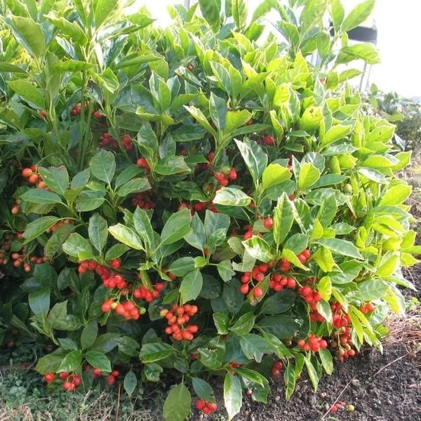 AUCUBA JAPONICA ROZANNIE