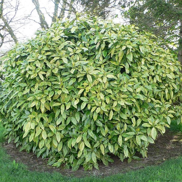 AUCUBA JAPONICA VARIEGATA