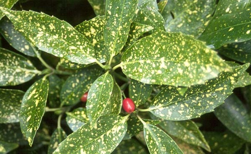 AUCUBA JAPONICA VARIEGATA