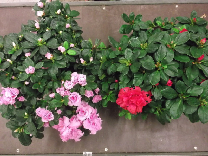 AZALEA JAPONICA MIX