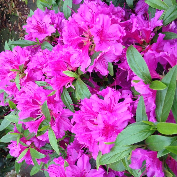 AZALEA JAPONICA