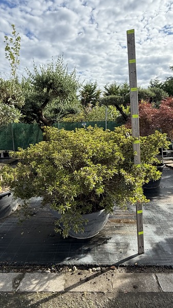 AZALEA JAPONICA