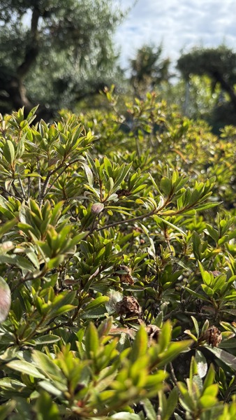 AZALEA JAPONICA