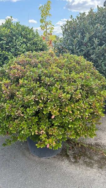 AZALEA JAPONICA