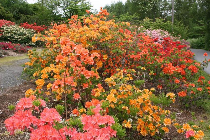 AZALEA MOLLIS MIX
