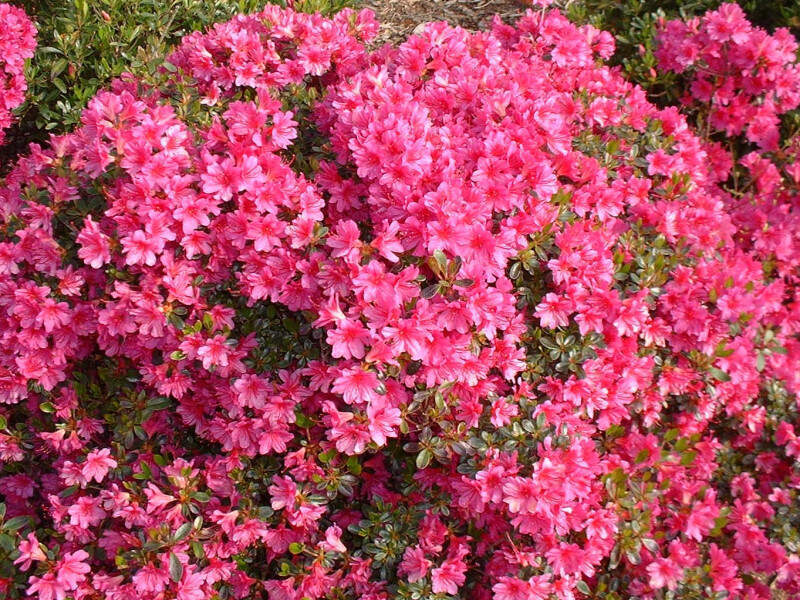 AZALEA JAPONICA AMOENA