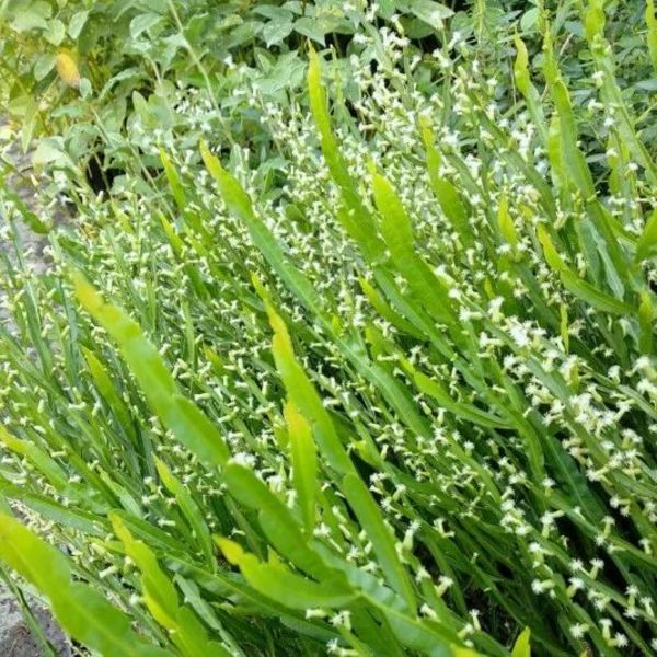 BACCHARIS GENISTELLOIDES