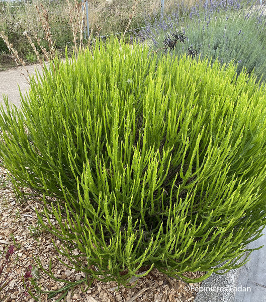 BACCHARIS GENISTELLOIDES