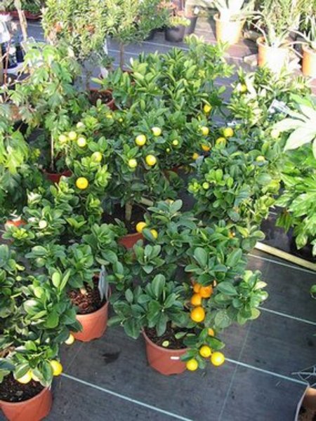 BALKON GYÜMÖLCSFA