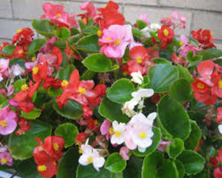 BEGONIA SEMPERFLORENS