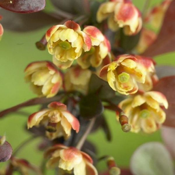 BERBERIS THUNB. DARTS RED LADY