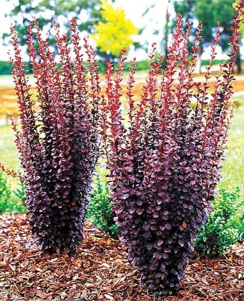 BERBERIS THUNB. HELMOND PILLAR