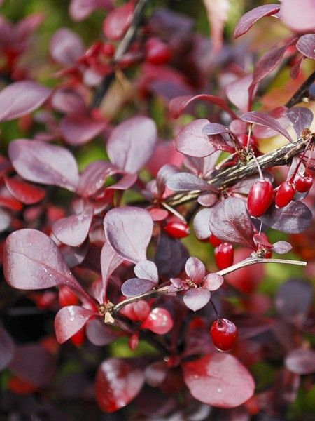 BERBERIS THUNB. DARTS RED LADY