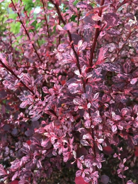 BERBERIS THUNB. ROSE GLOW