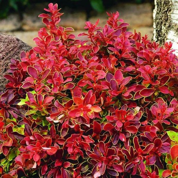 BERBERIS THUNB. ADMIRATION