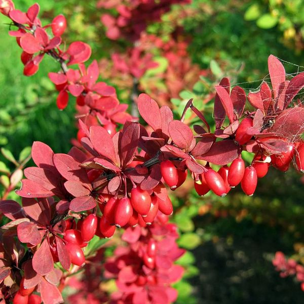 BERBERIS THUNB. BAGATELLE