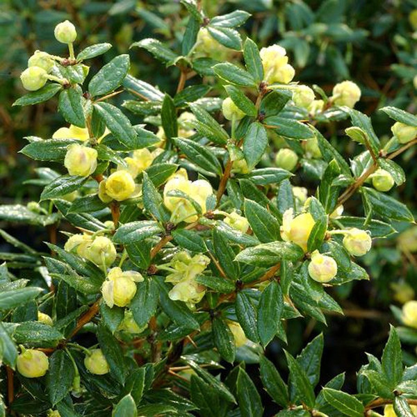 BERBERIS CANDIDULA JYTTE